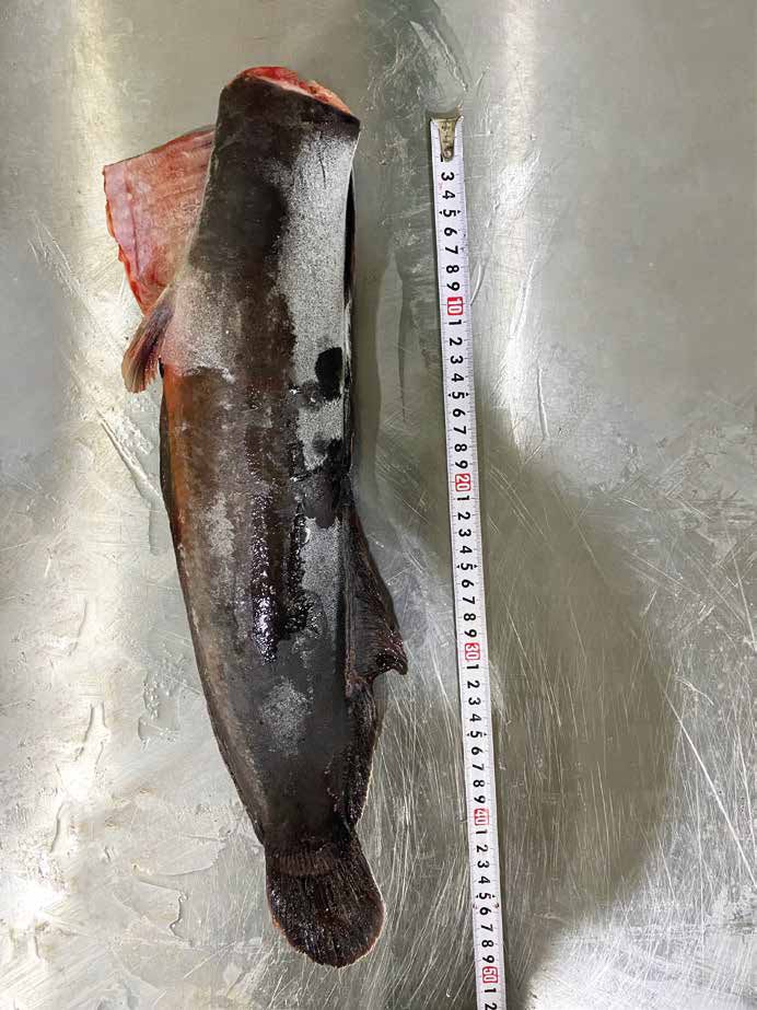 Catfish (7).jpg