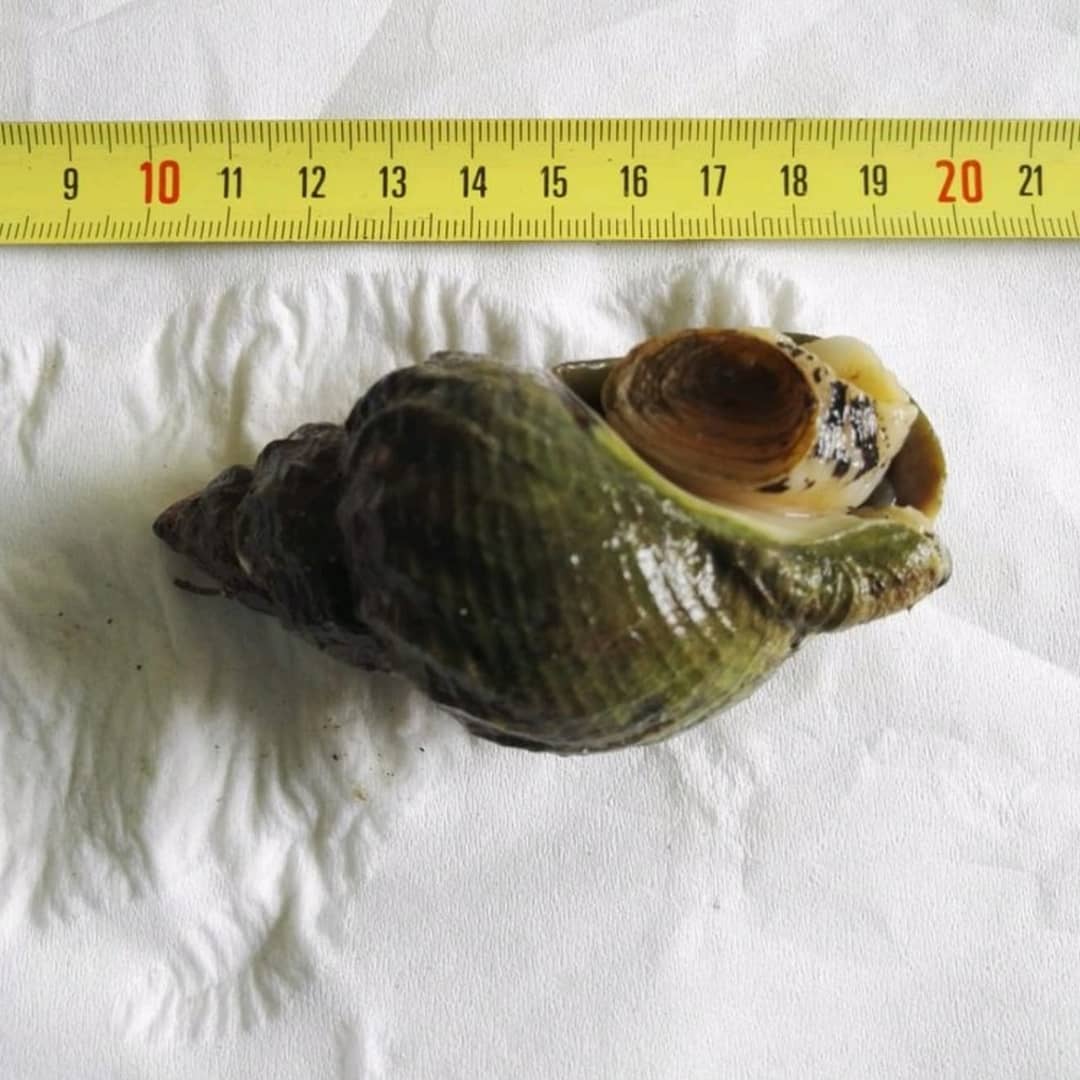 Whelk Norway 4.jpg