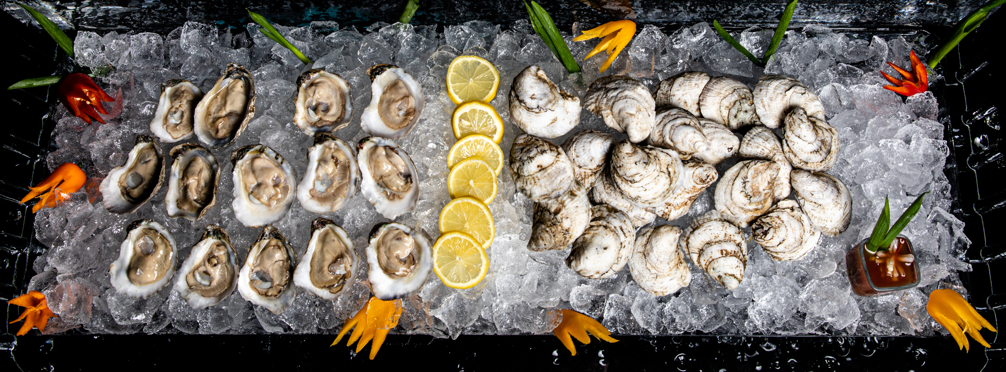 HIOC_Oysters_Feb2020_LowRes_ByJillJasuta-5290-2.jpg