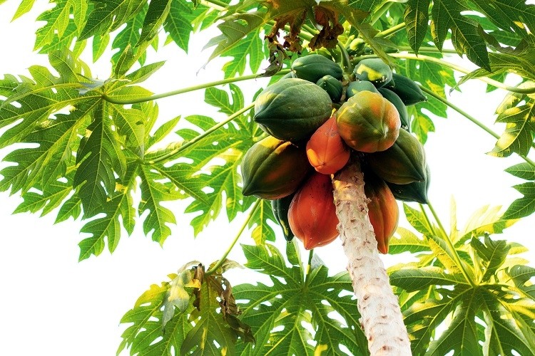 Ethiopian Papaya.jpg