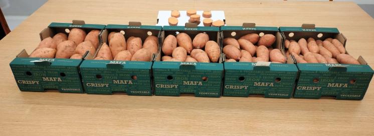 Patate douce Egypte#kodra-export 8.jpeg