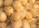 fully_husked_coconuy_small.jpg