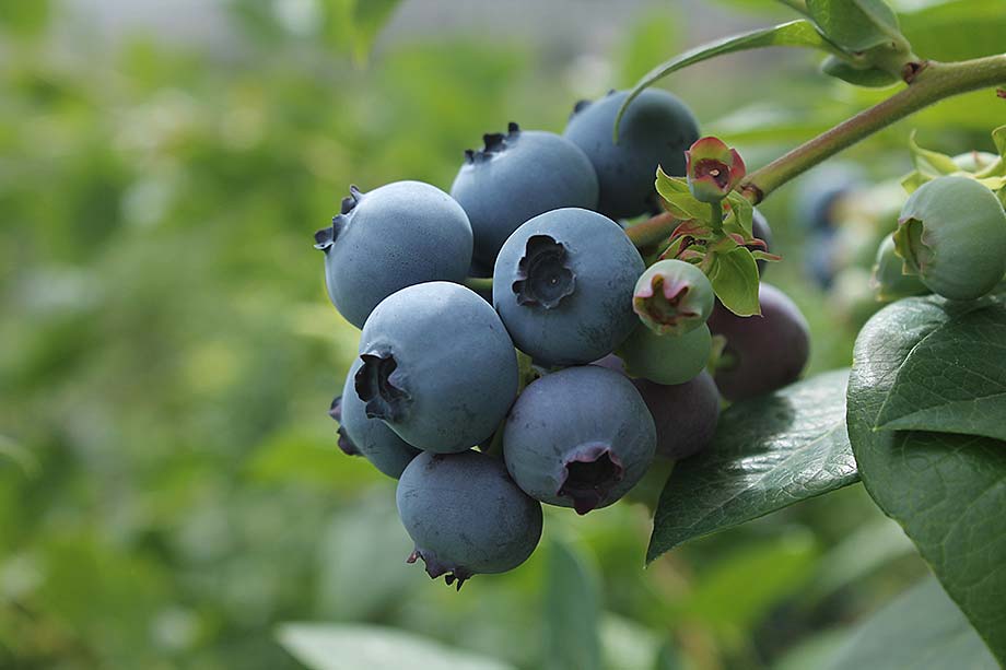 Heidelbeeren_Galerie_1.jpg