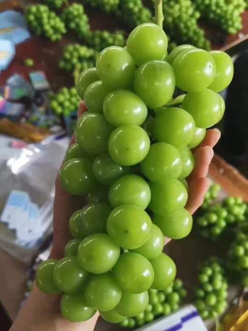 shine-muscat-grapes-2.jpg