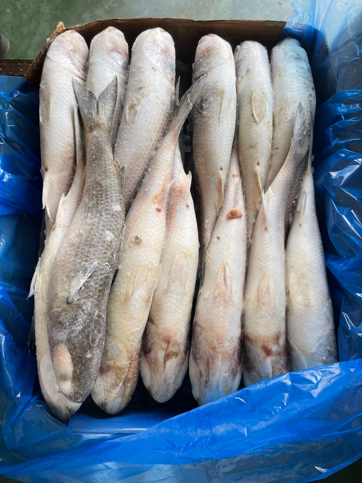 Mulet_2_Agadir_202505.jpeg
