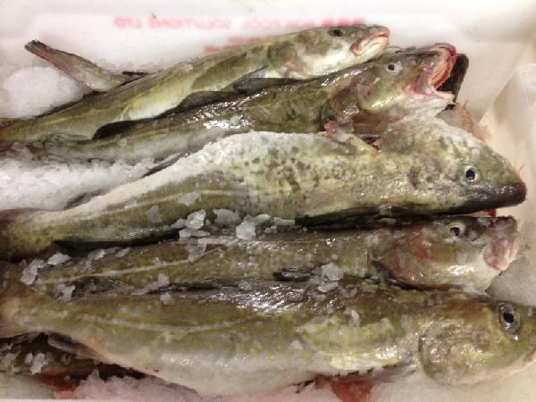 Whole Cod.jpeg