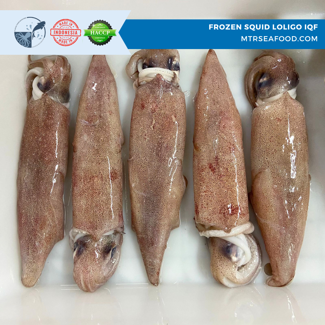 FROZEN SQUID LOLIGO IQF MTRSEAFOOD.COM (2).png