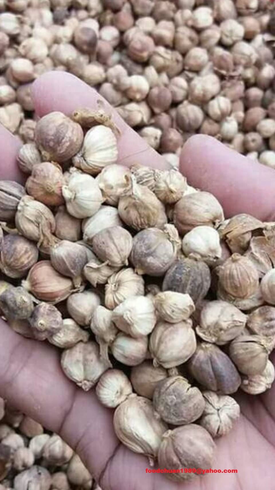 白豆扣4.jpg