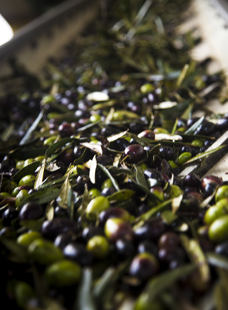 Pellegrino 1890 nov 20_MG_6858.JPG