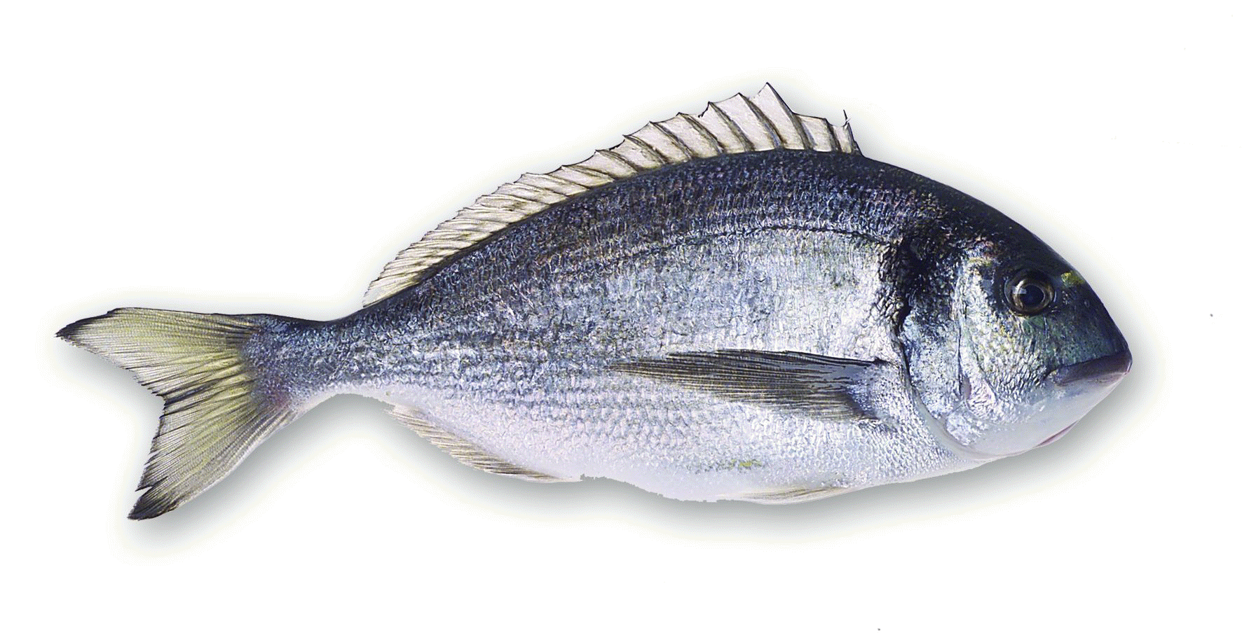 Sea Bream