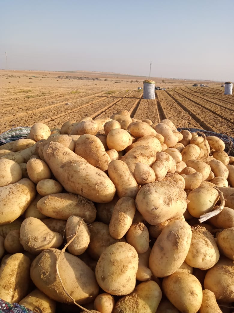 SelectGreens Spunta potatoes 2.jpg