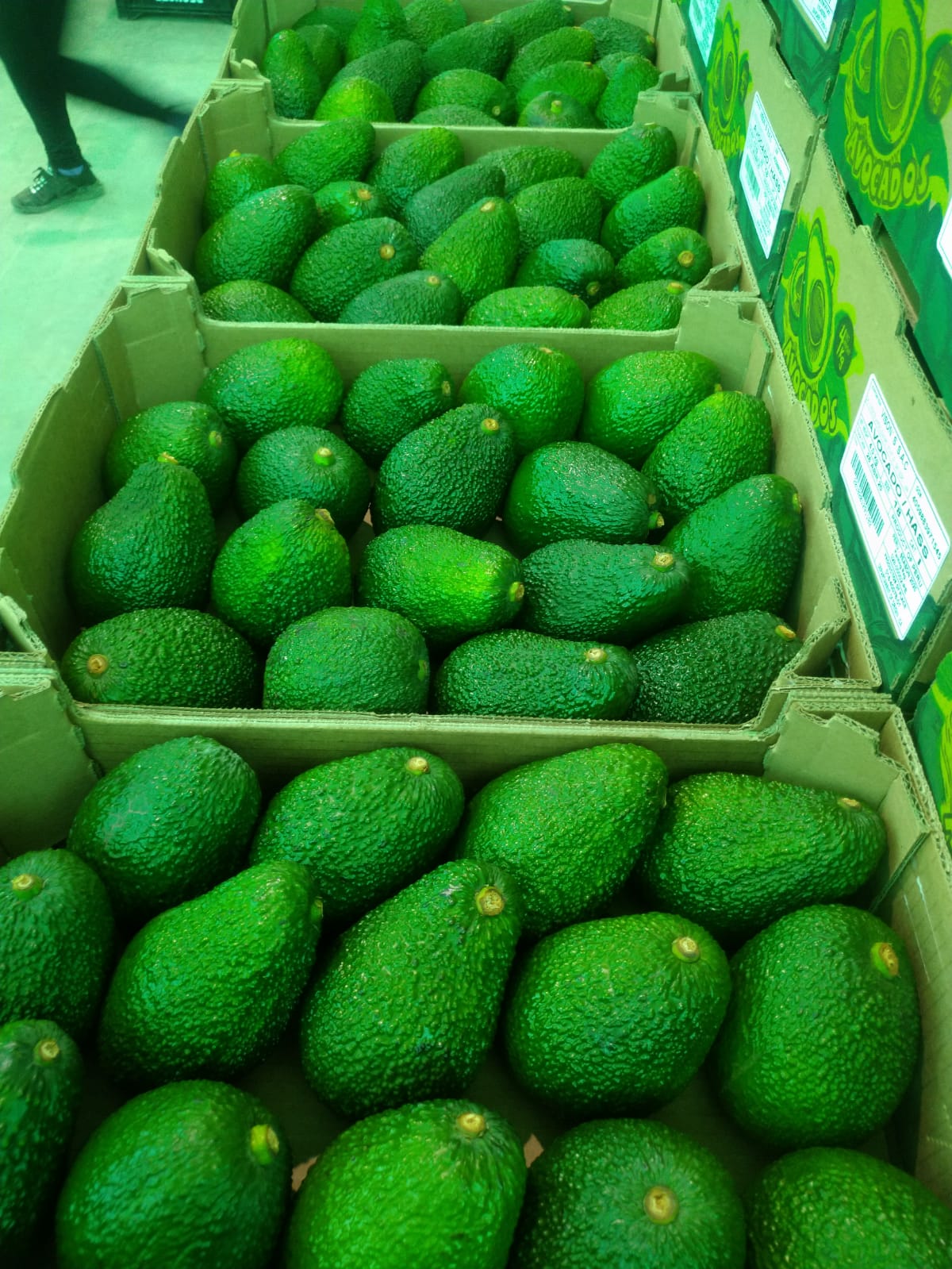 Vison´s Avocado.jpeg