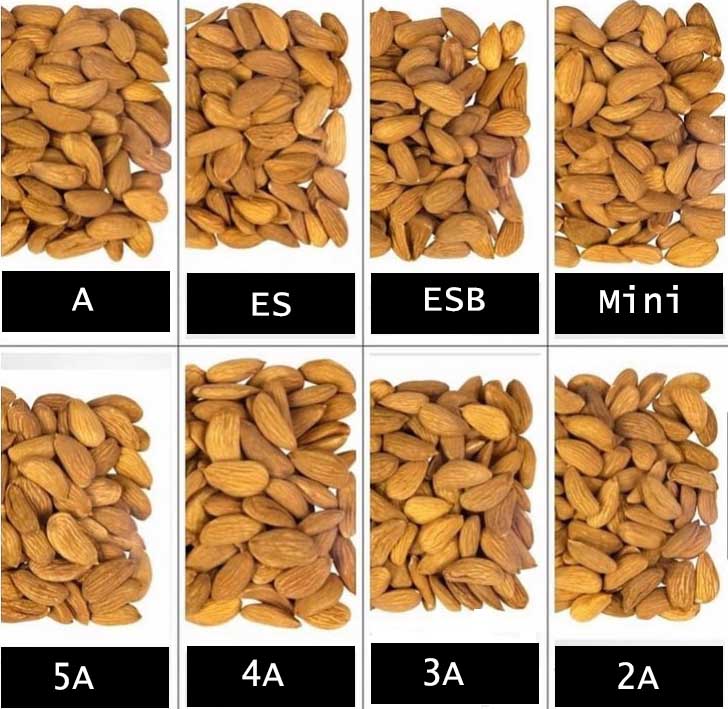 kernelo-mamra-almond.jpg