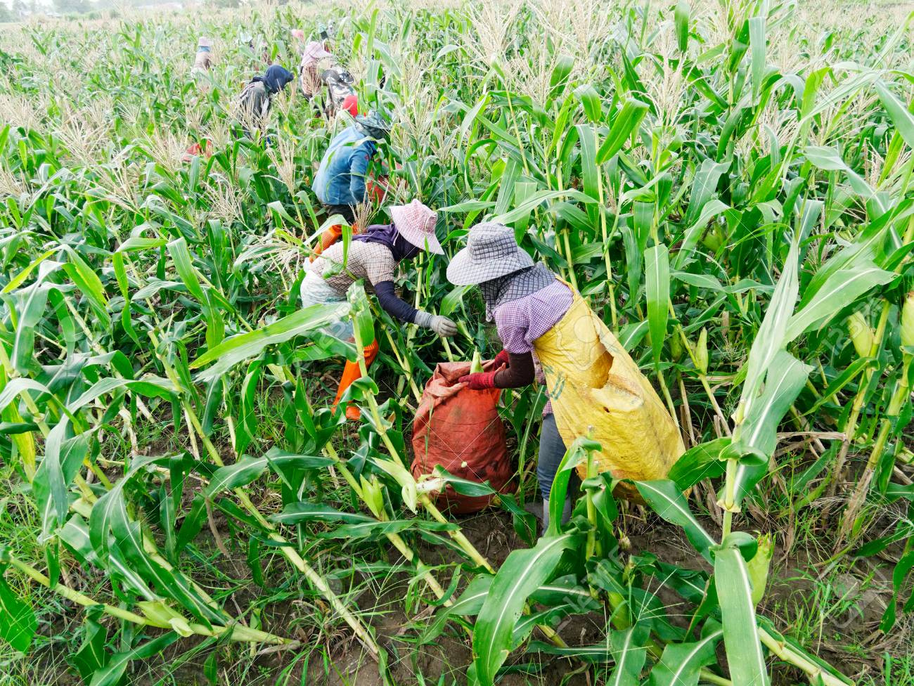 126627904-foreign-workers-burmese-myanmar-or-burma-hire-to-harvest-sweet-corn-in-the-area-north-thailand-borde.jpg