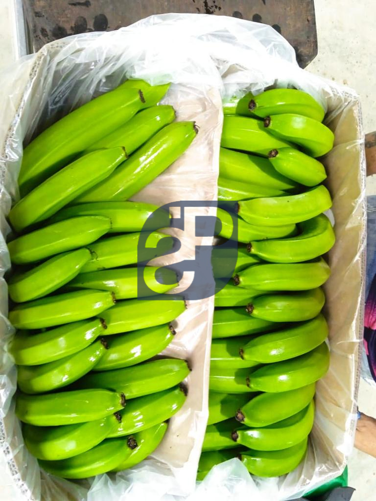 Bananas #6 - Standard & Partners.jpg