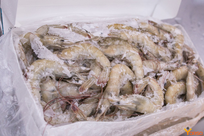shrimp_2.jpg