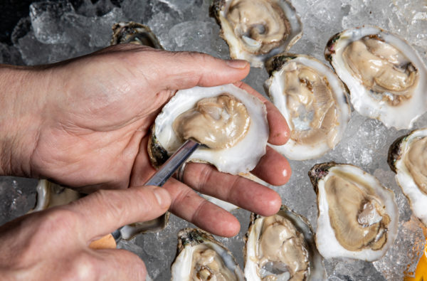 HIOC-Oysters-37-Shucking-1-600x395.jpg