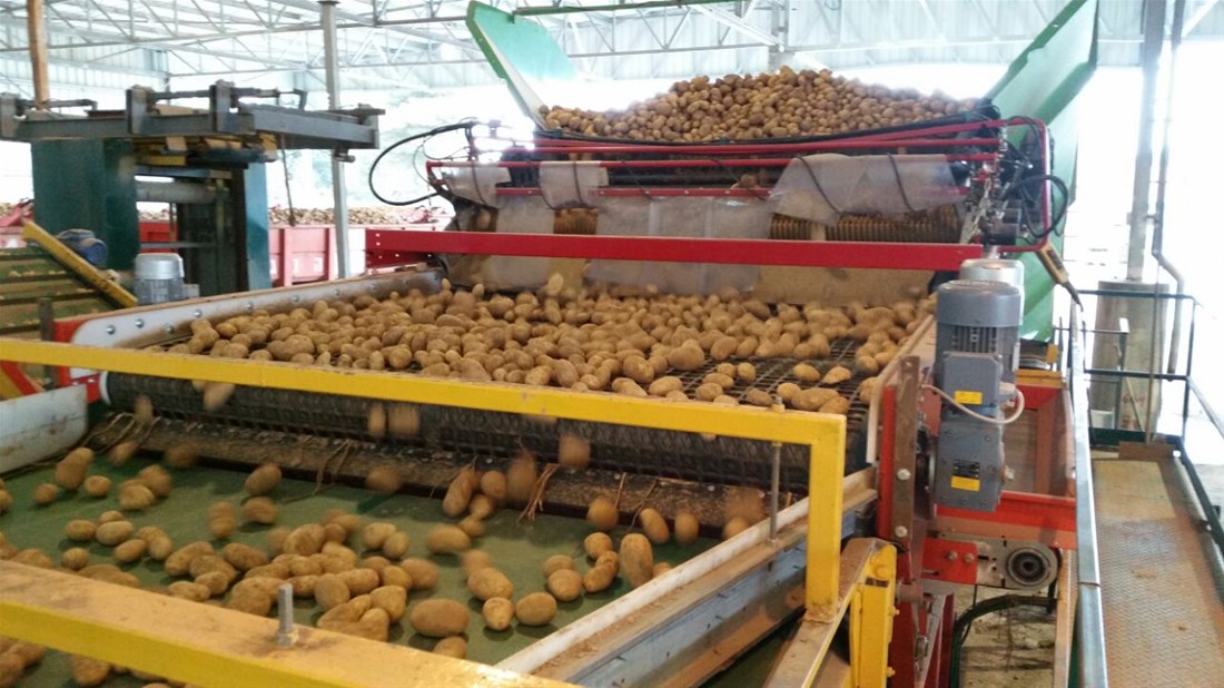 potato2.jpg