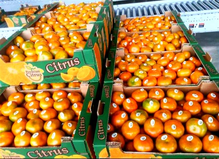 Peruvian Fresh Products - Mandarins 1.jpg