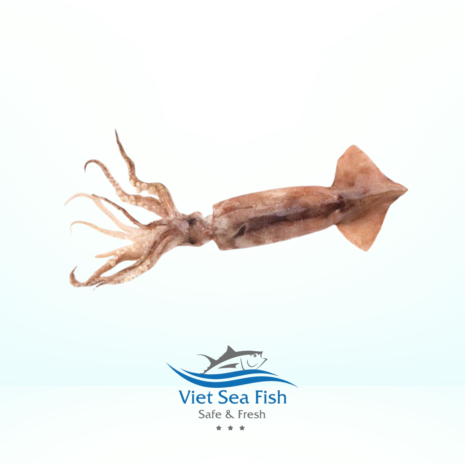 Soft Squid.png