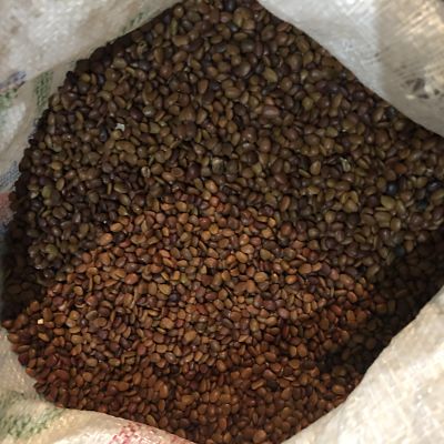 Caroube Seeds (1).jpg
