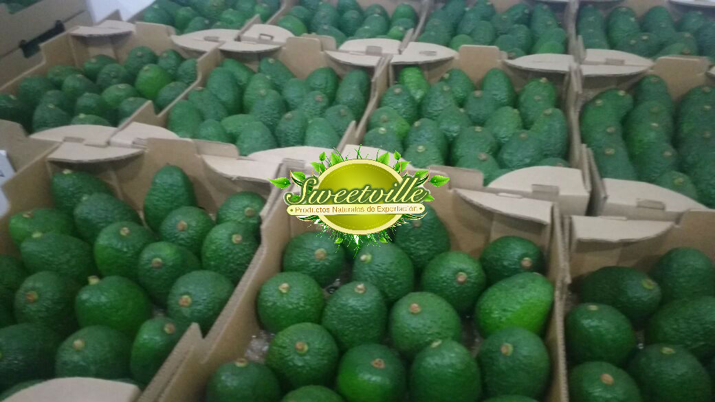 AGUACATE1.jpg