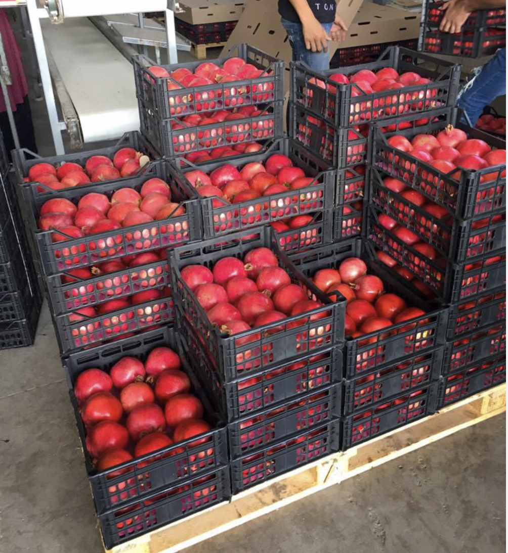 pomegranates-Egypt-Export-GreenAgro2.png