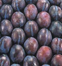 Angeleno Plum