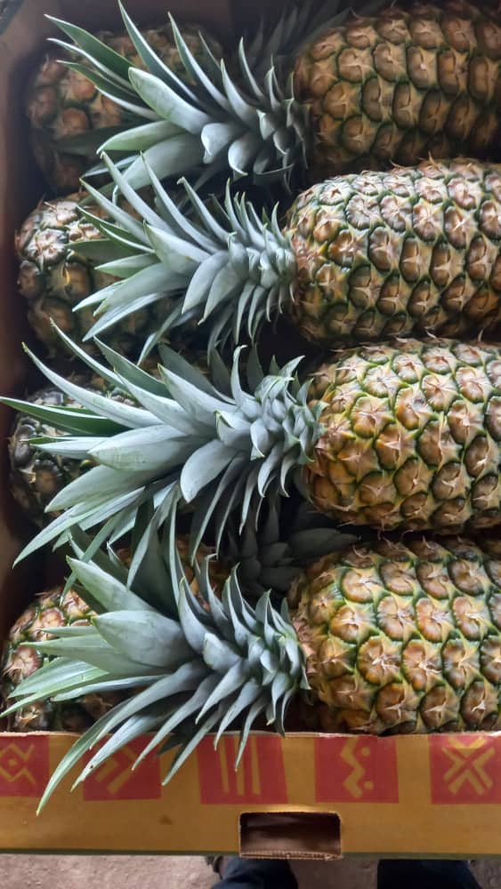 Ananas_MD2_CI_#kodra-export_3JPG.JPG