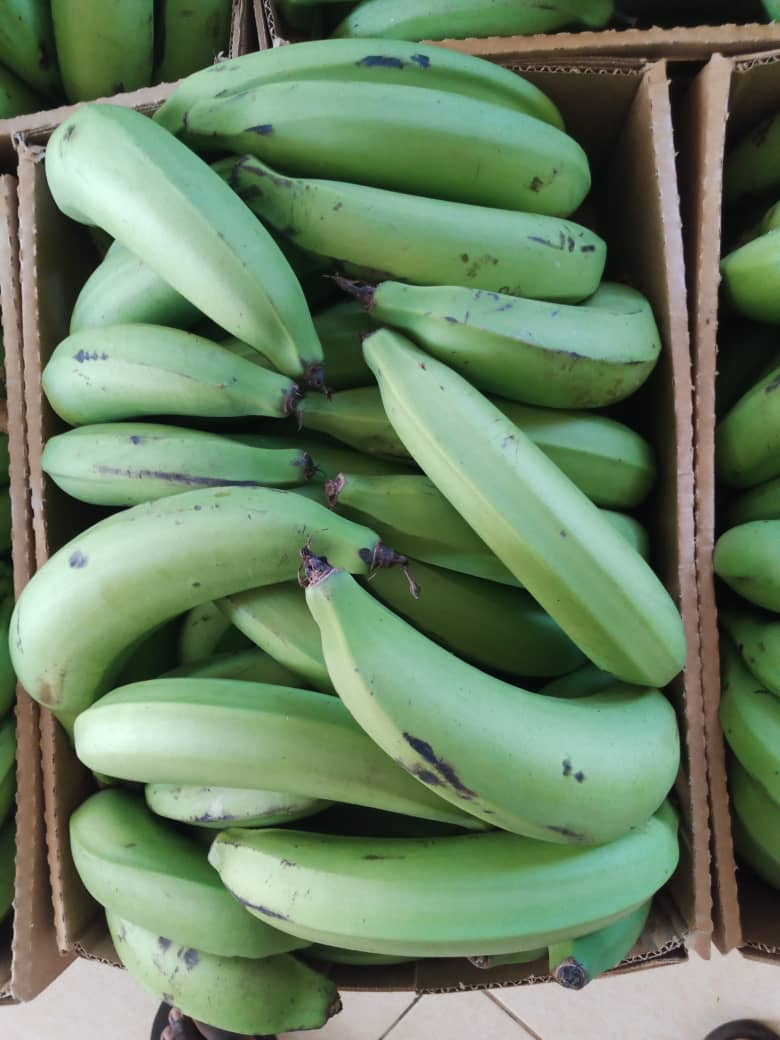 Plantain_ouganda#kodra-export_2JPG.JPG