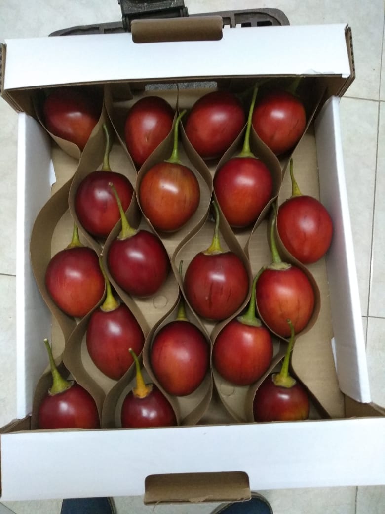 TAMARILLO.jpeg