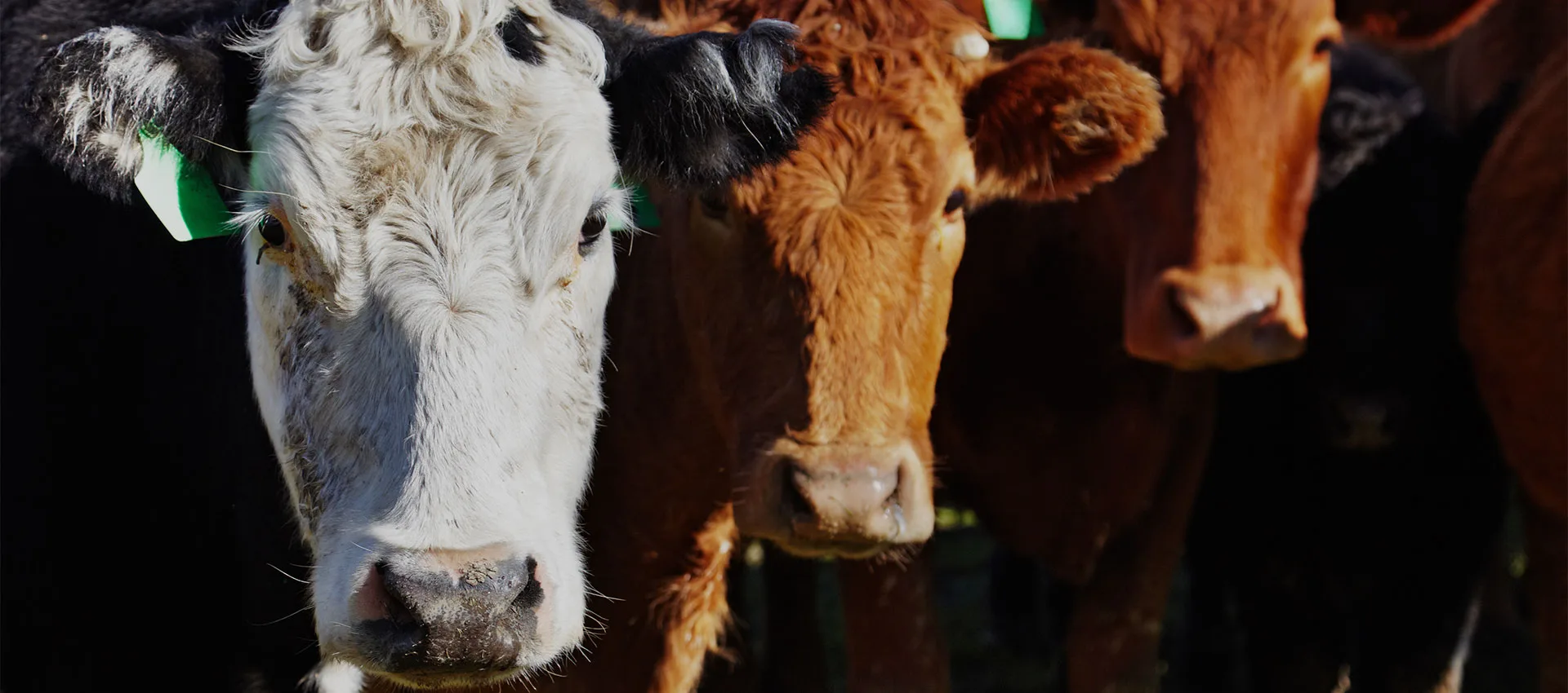 Intermeats Limited - Cows