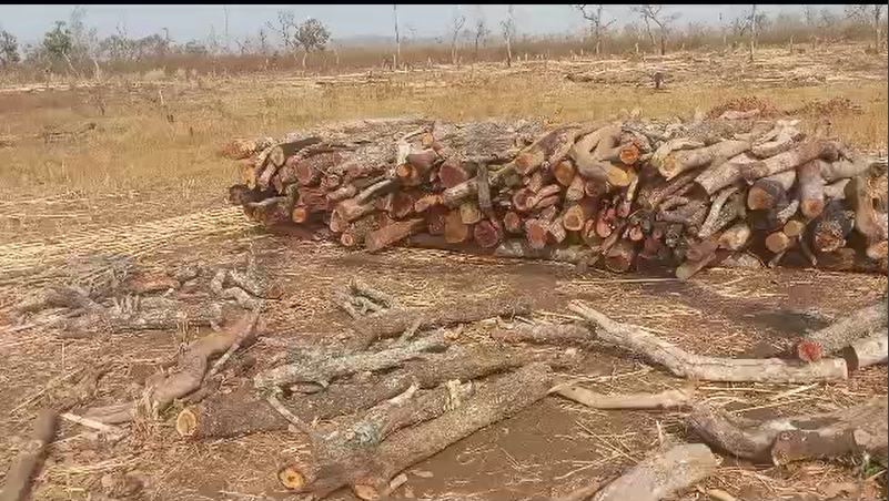 tree.PNG