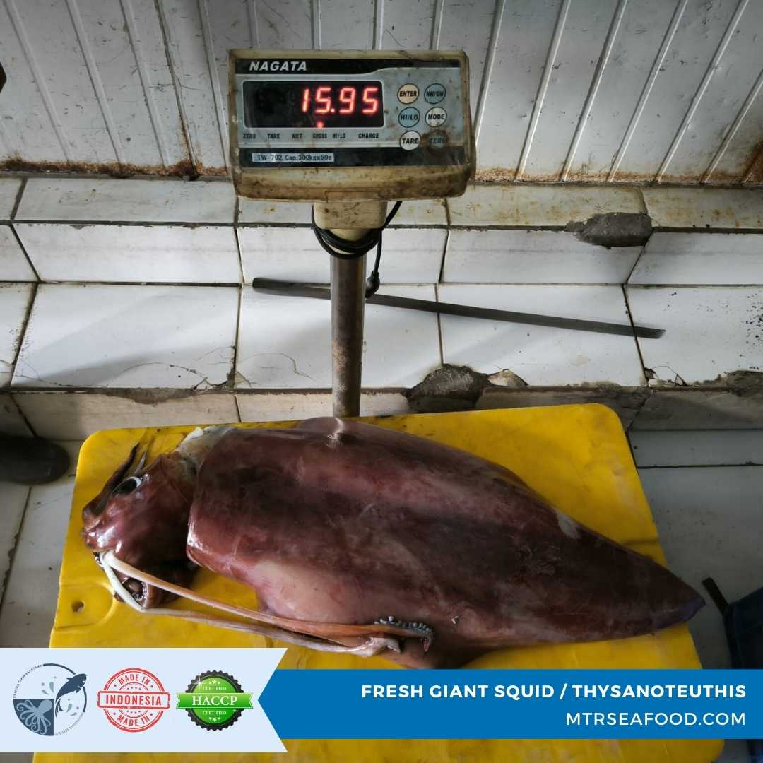 FRESH GIANT SQUID _ THYSANOTEUTHIS MTRSEAFOOD.COM.jpg