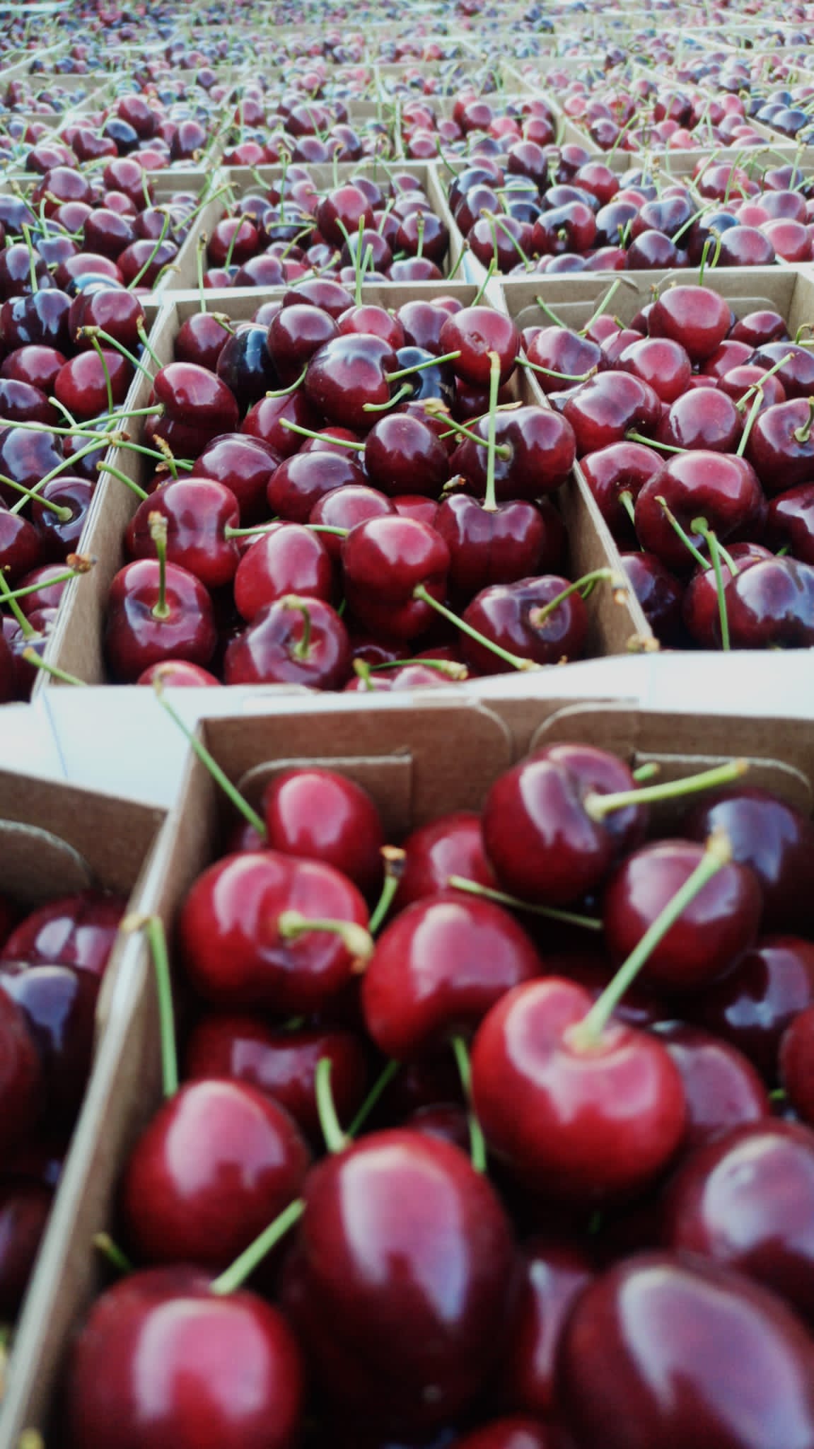 WhatsApp Image 2023-03-31 at 11.50.34 AM (2).jpeg