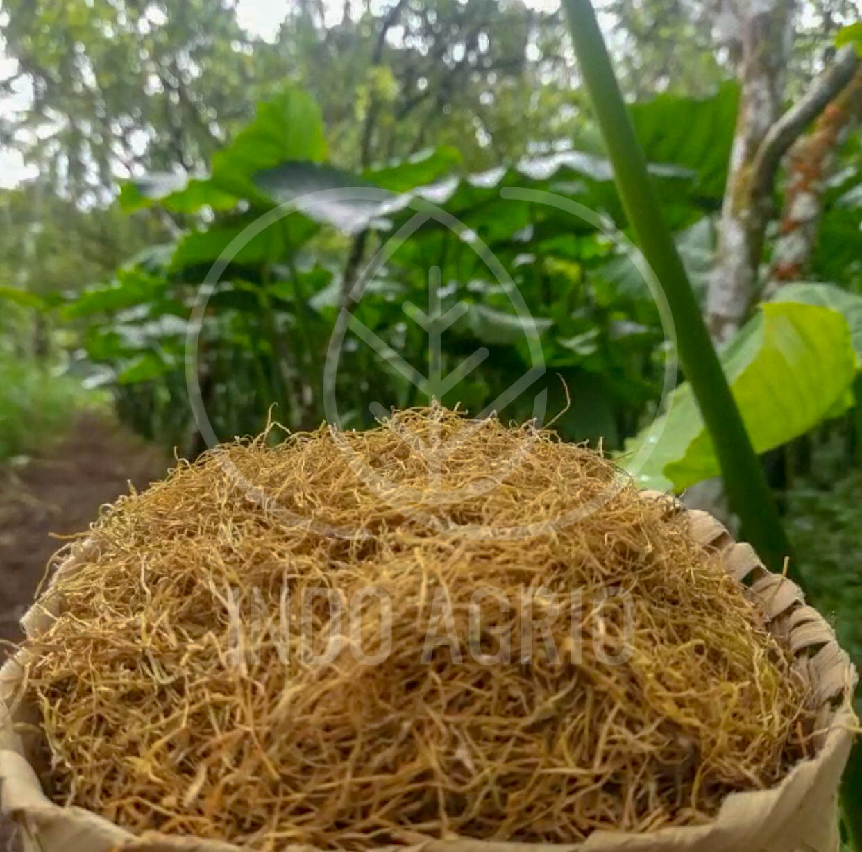 dried taro leaves manufacturer indonesia indoagrio supplier (9).jpg