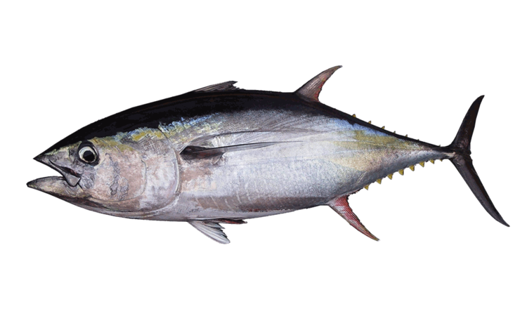 atun-aleta-amarilla.png