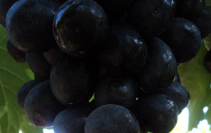 fruit_img4.jpg
