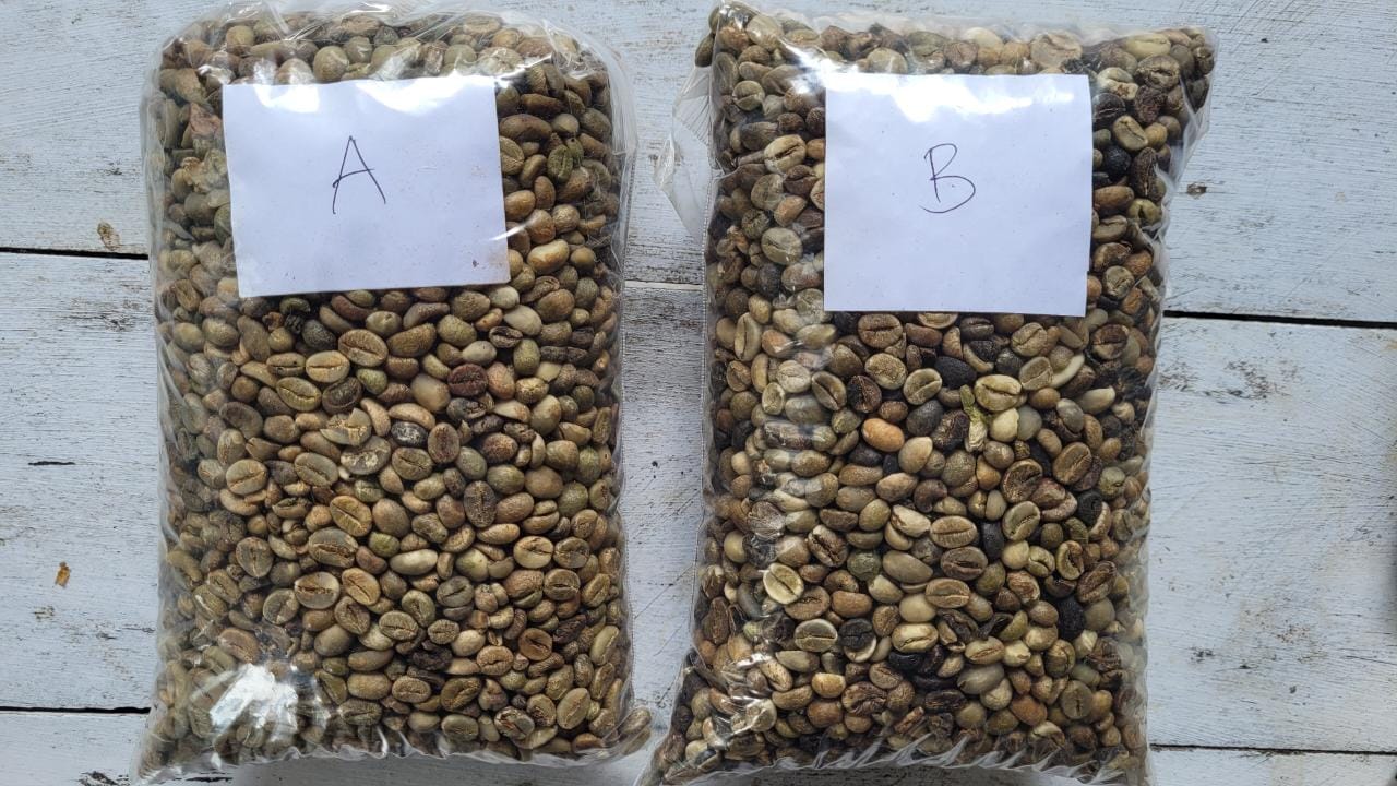 Robusta Green Bean (1).jpg