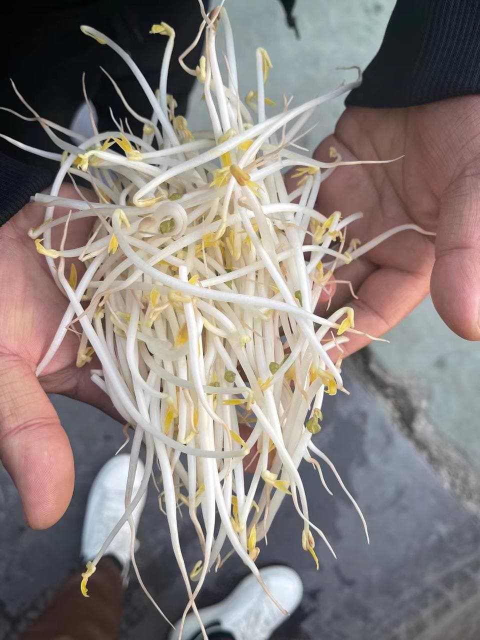 Sprouts.jpg