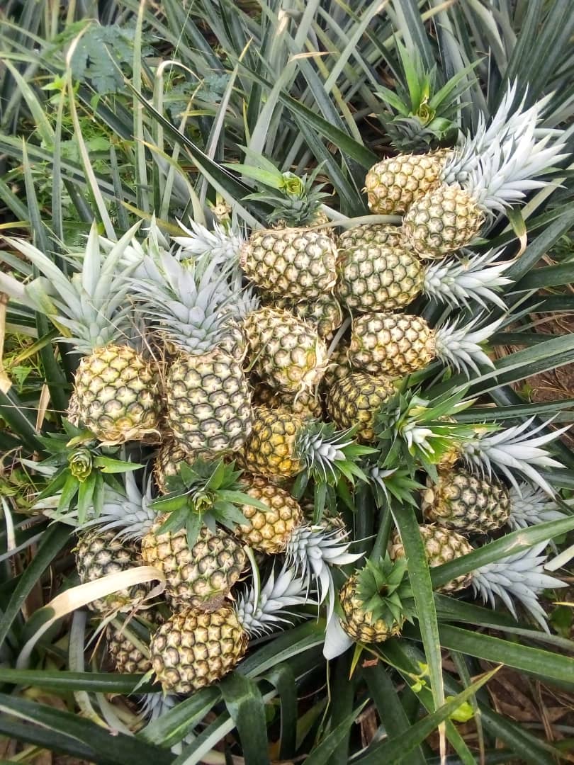 Ananas_MD2_CI_#kodra-export_6.JPG