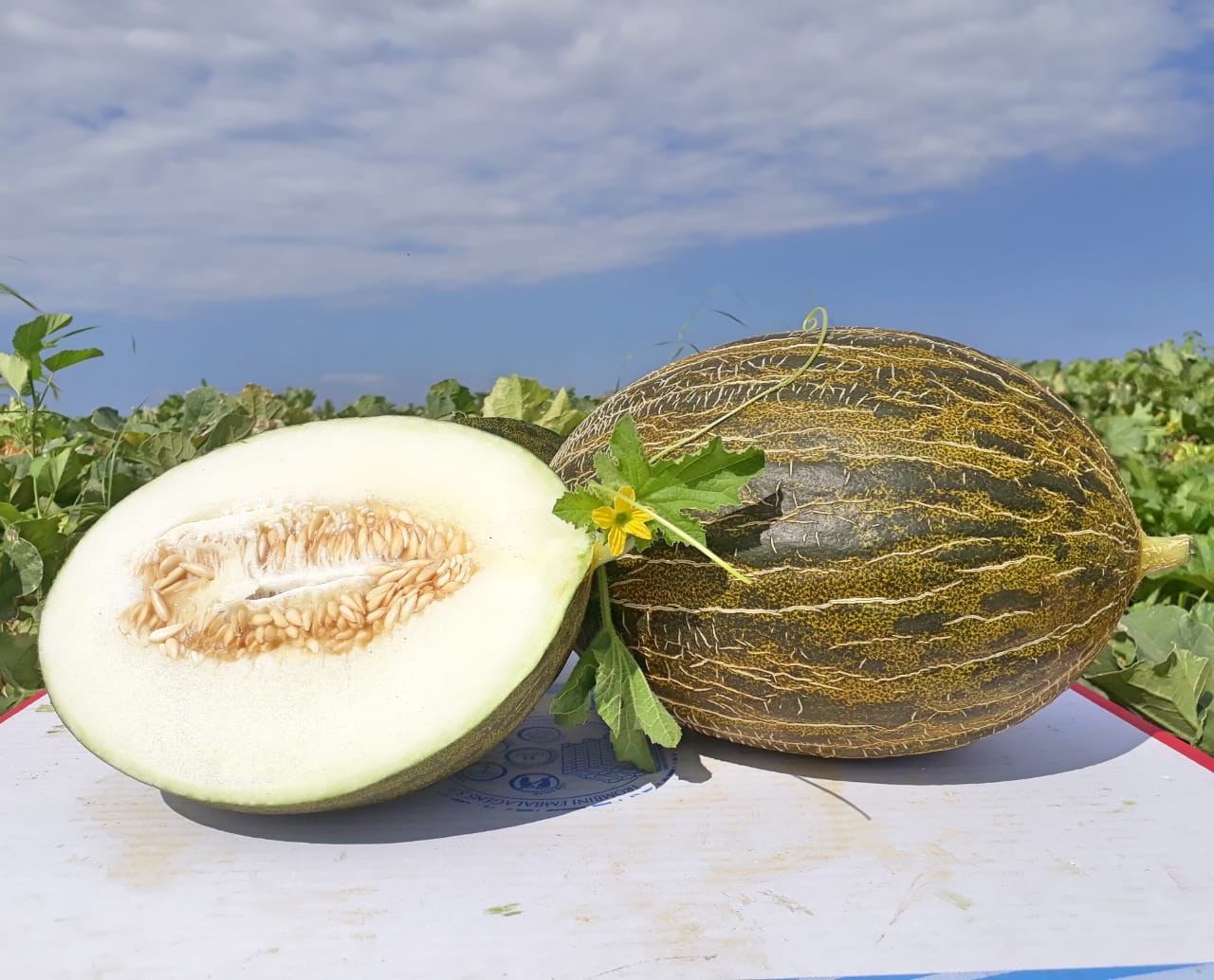 St Claus Melon 3.jpeg