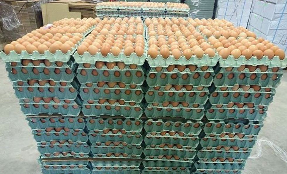 Exportera Eggs 2022.JPG