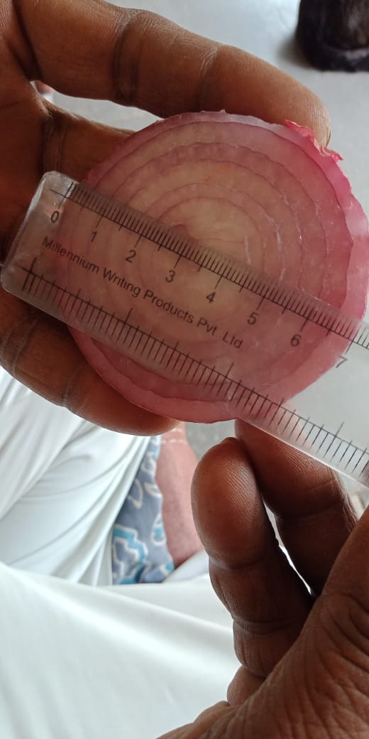 Onion Pic 4.jpg