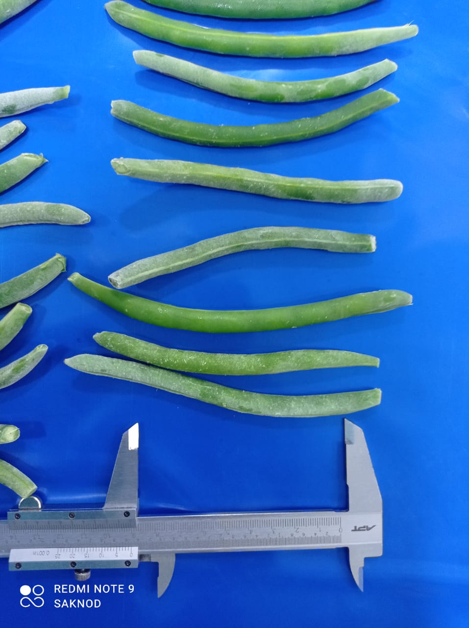 Whole green beans  (9).jpeg
