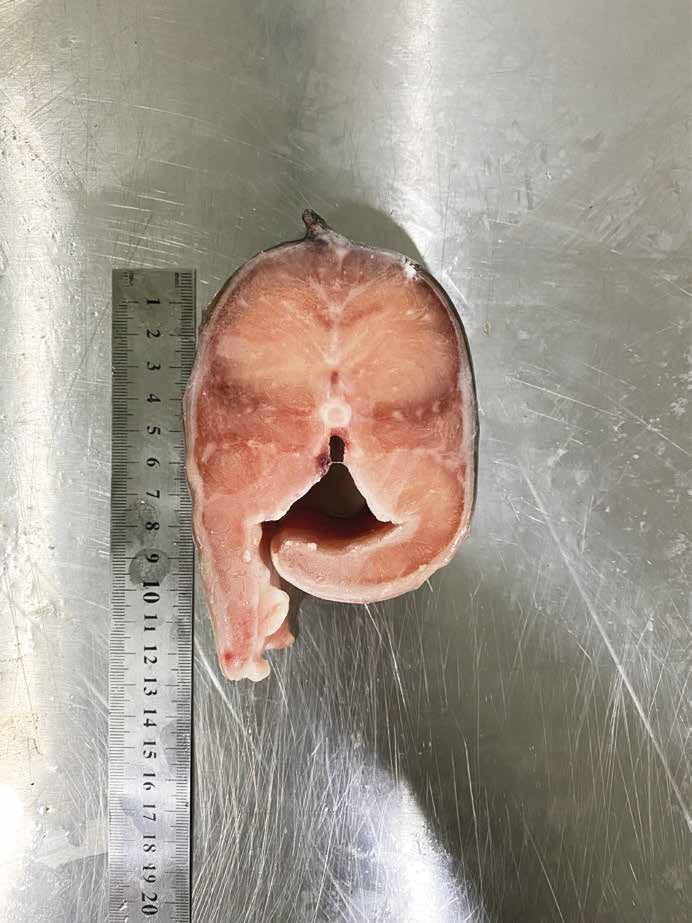 Catfish (9).jpg