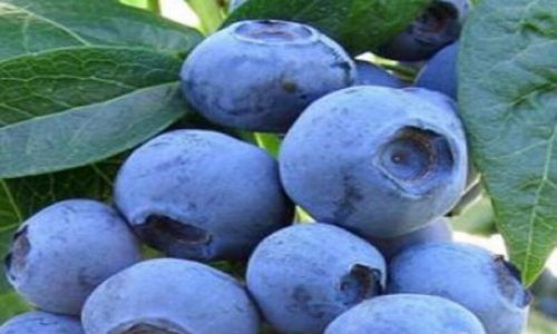 Early-blue-min-1-p6eq94ouuktbs74rd5yx3yiypc9iduu0whpi855by0.jpg