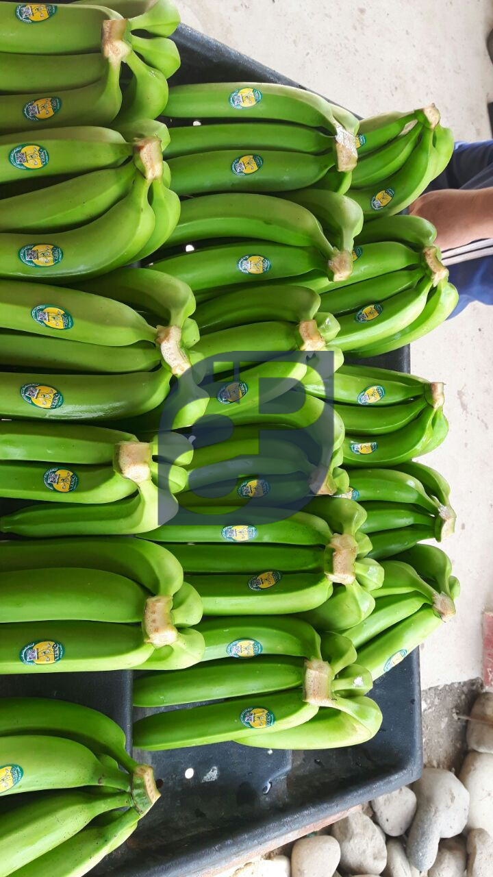 Bananas #15 - Standard & Partners.jpg