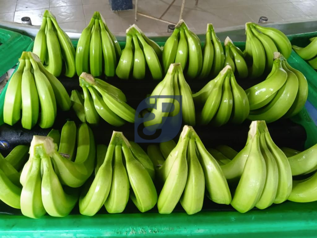 Bananas #2 - Standard & Partners.jpg