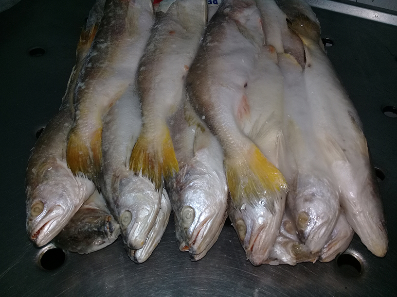 KINGWEAKFISH7.jpg